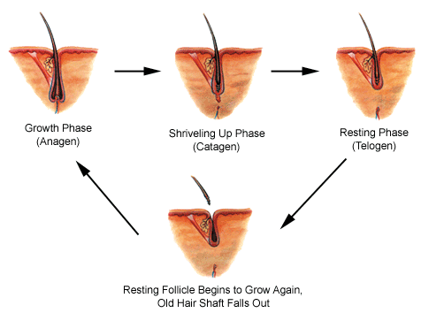 does biotin shampoo regrow hair